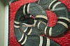 swl0110 gucci snake in gray detail