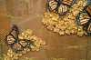 swl0115 gucci vintage gold detail