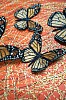 swl0141 hermes monarch migration detail