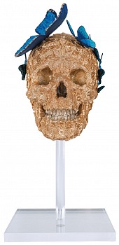 sws0261 ceasar skull 4 front