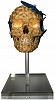 sws0616 gold skull francis front