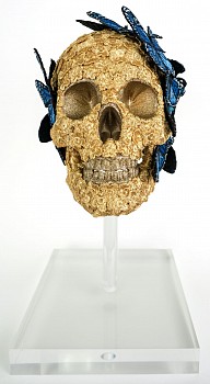 sws0641 theras skull front